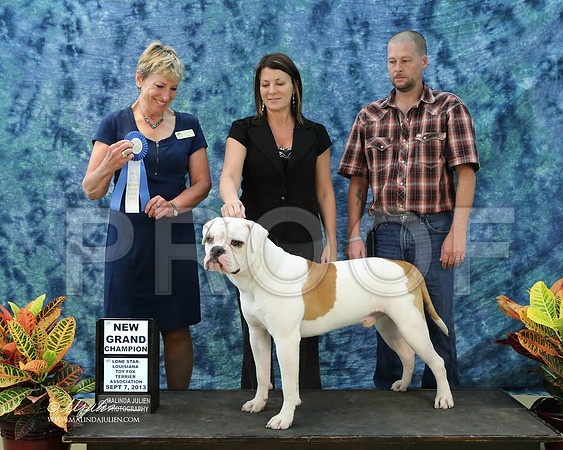 AmBull-6421