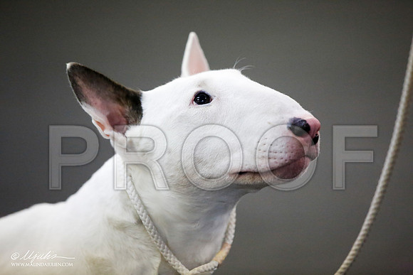 _JJ_1755-BullTerrierAzilApr2016-HR3