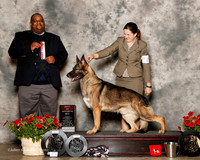 German Shepherd Dog #23 Sat BOS Schneider Nancy Judge Michael Lynch