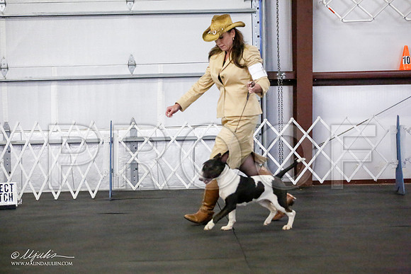_JJ_2238-BullTerrierAzilApr2016-HR3