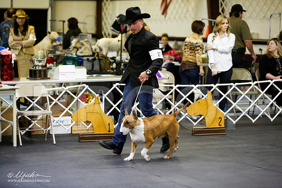 _JJ_3052-BullTerrierAzilApr2016-HR3