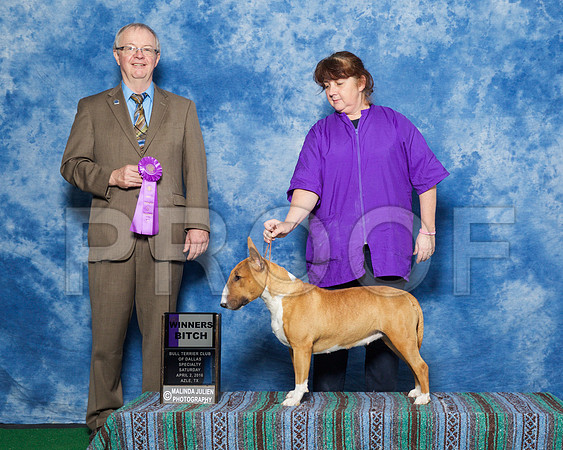 _R1_9404-BullTerrierAzleApr2016-HR3
