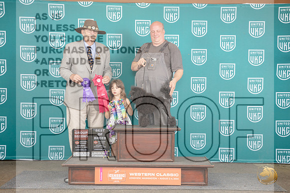 Poodle #252 Sat BOB G2 Judge Allan Krenek__JP_1504_Longview WA_2024_HR3