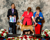 Bull Terrier Colored #14 Fri NC Maj BOW Ledesma Linda & Gordon & Norma Smith Judge Dr Carl L Pew