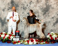 Afghan Hound #31 Sat BOS Kline Meredith Judge Dr Kenneth Levison