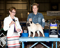 Pug #10 Fri BOB Lutzko Bettie Laura Judge Sharon Derrick