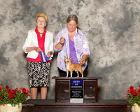 Chihuahua Smooth #15 Sun BOW Catero Laurie Judge Nancy Smith Hafner