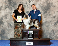Shetland Sheepdog #35 Wed BISS Lambert Corey Patricia Dody Judge Marilyn OCuilinn