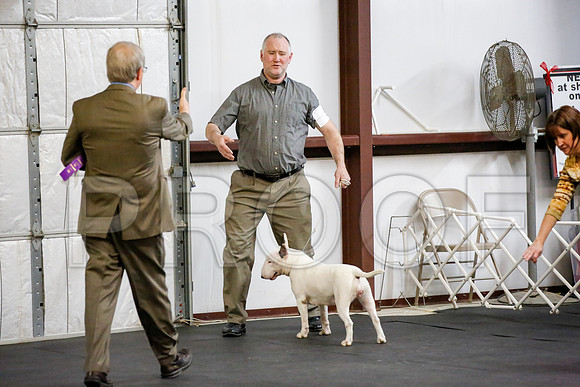 _JJ_3711-BullTerrierAzleApr2016-HR3
