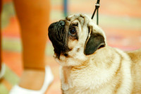 Pugs Sweepstakes Sat