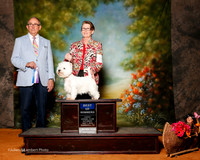 West Highland White Terrier #11 Sat BOW Nesler Olivia Judge Joe Walton
