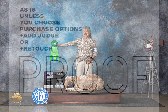 English Setter #25 Thurs HCQQQ Judge Terry Thorton__JP_4929_Amarillo_2024_HR3