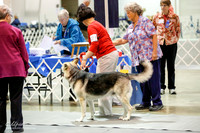 German Shepherd Dog #27 Fri Ring Zea Wendy