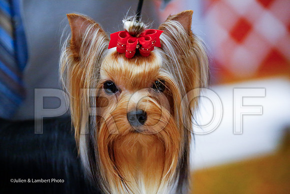_JJ_6903-YorkieNatJul2016-HR