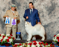 Samoyed #5 Fri BOW Oneill Claire & John Agent Robert M Chaffin Judge Mr Arley D Hussin