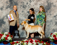 Labrador Retriever #47 Fri NGC BOB Corcoran Kelli and Dana Albrecht Judge Mr Larry C Abbott