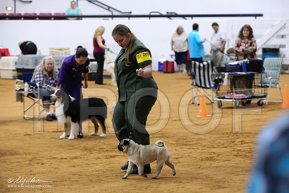 Pug-0369-IABCAFWSPT13-HR