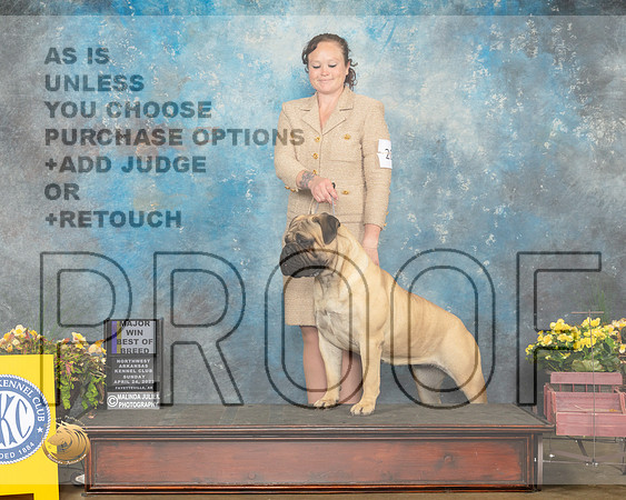 Bullmastiff #20 Sun WB Judge Jim Fehring-MMJ_1500-NWARK2022-HR3