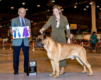 Mastiff #9 Fri BOW Maj Kemp Peter & Joanna Kemp Agent Holly Leftwich PHA  Judge Mr Robert Stein