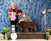 Field Spaniel #5 Sun G2 Brenda Spencer Judge C Patterson Amarillo Sept 2013