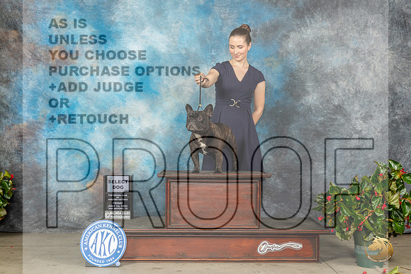 French Bulldog #25 Fri SD Judge David KirklandMJP_8200_SA2023_HR3