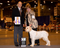 Spinoni Italiani #6 Thrs BOB Spiars Jackie & Sharyn Conole Judge Mr Larry C Abbott