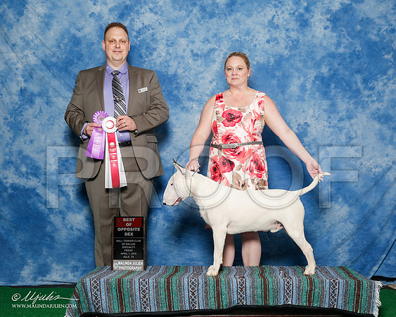 _R1_9344-2-BullTerrierAzilApr2016-HR3
