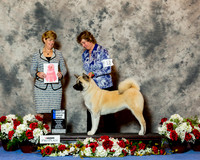 Akita #12 Sat BBE G1 Wagner Ilka DVM Jay Van Zandt Judge Laura King