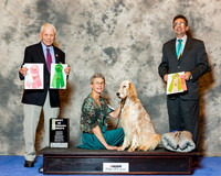 English Setter #8 Wed BViSS Jognson Susan K Judge Robert Stein