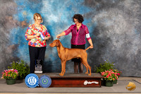Vizsla #5 Fri BOW Judge Cindy Lane