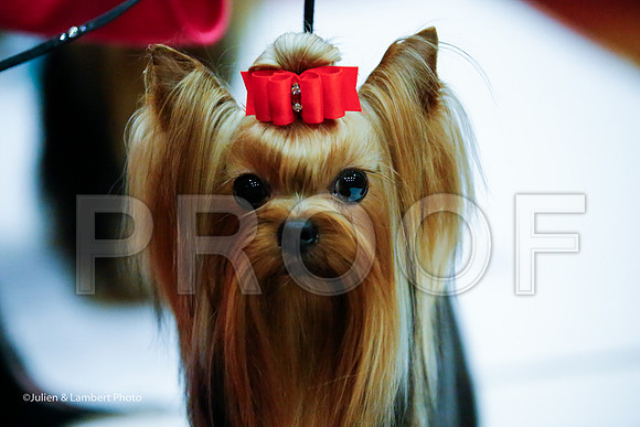_JJ_8348-YorkieNatJul2016-HR
