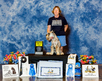 Standard Schnauzer #12201 Sat High in Trial