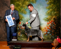 Australian Cattle Dog #7 Sun G1 Hardeman Tom Agent Thomas Vinson Judge Brian Meyer