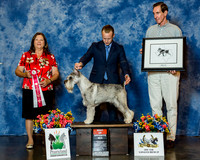 Standard Schnauzer #31 Thrs BOS Kimberlin Glenn & Jennifer & Liz Hansen & Sierra Wilson Agent Aaron Bradshaw Judge Mrs Keke Kahn