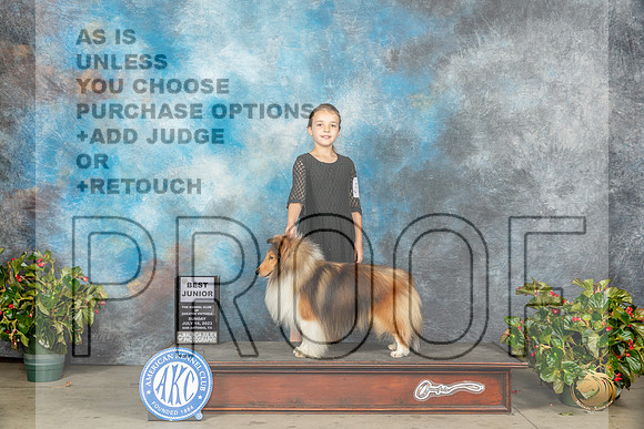 Shetland Sheepdog #J5 Sun Judge David KirklandMJP_9618_SA2023_HR3