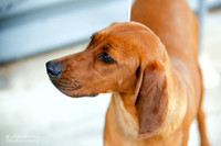 Redbone Coonhound Sun Ring