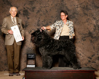 Bouvier De Flandre #11 Sat G4 Upcraft Susan and Angie Motta Agent Betty Bossio Judge Roger Hartinger