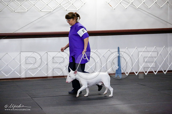 _JJ_3198-BullTerrierAzilApr2016-HR3