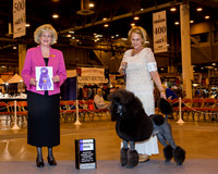 Poodle Standard #23 WD Thrs Stone Sheree Judge Mrs Vicki L Abbott