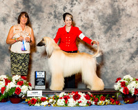 Afghan Hound #5 Sun Maj BOW Brody Brenda and Neil G Judge Helene Nietsch