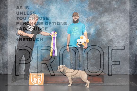 American Bully #237 Sun PBIS Judge Terri Rein__JP_1536_UKCLNGVIEWOCT2024_2024_HR3