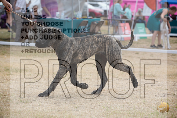 Ringside Longview WA 2024 South African Boerboel_JJL_3484_Longview WA_2024_HR3