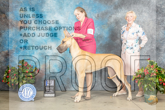 Great Dane #20 Thur BOW Judge Jay RichardsonMJP_6979_SA2023_HR3