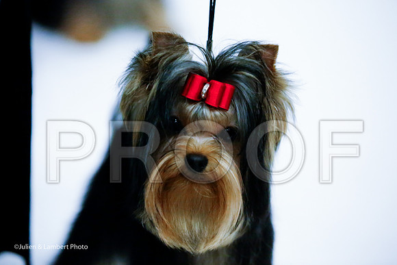 _JJ_7754-YorkieNatJul2016-HR