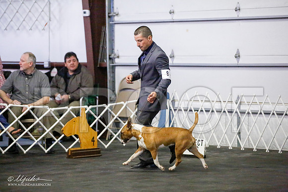 _JJ_4002-BullTerrierAzilApr2016-HR3
