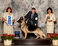 German Shepherd Dog #7 Sun G1 Kooken Ralph Judge Danelle Brown