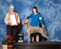 Weimaraner #8 Sun G4 Hilgnbrink Robert and Donna Agnet Lauren Mcllwraith Judge Anne Katona