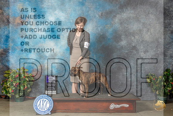 Staffordshire Bull Terrier #16 Sat WBM Judge Dr Michael WoodsMJP_9237_SA2023_HR3