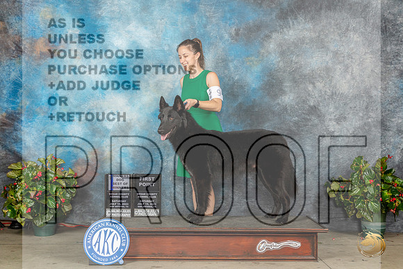 Belgian Sheepdog #9 Sat WBBOW Judge Dr Antonio MolinaMJP_8764_SA2023_HR3