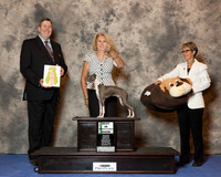 Italian Greyhound #27 Wed BiSS Conrad Renie A & Kim Frennier Judge Mr Alan R Arthur